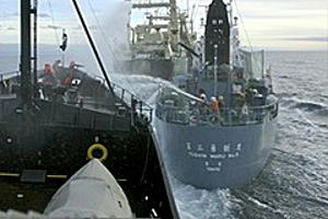 海洋守護協會旗艦船艾爾文號（圖前）圍堵日本捕鯨船。圖片由 SSCS 提供。